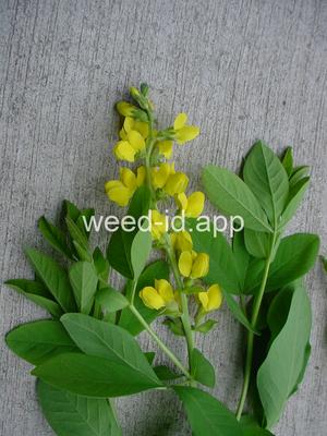 golden pea, mountain