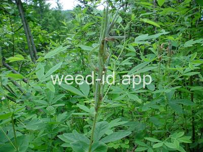 golden pea, mountain