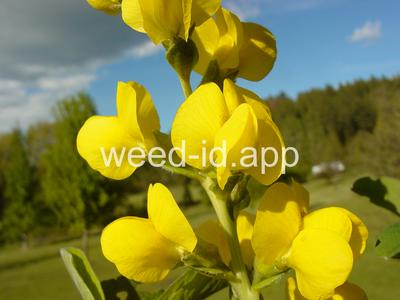 golden pea, mountain