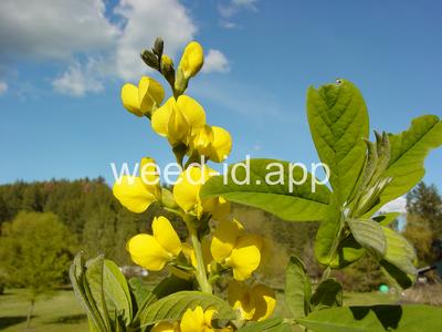 golden pea, mountain