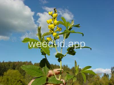 golden pea, mountain
