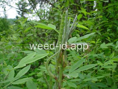 golden pea, mountain