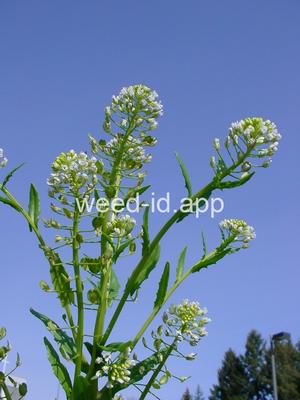 pennycress, field