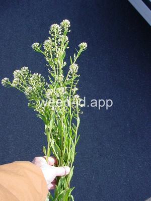 pennycress, field