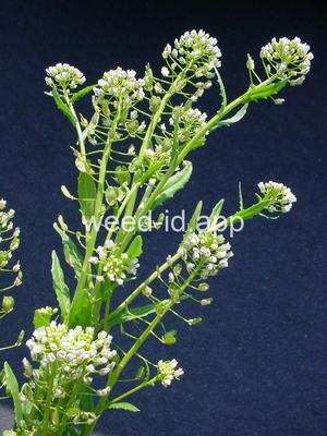 pennycress, field