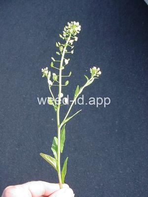 pennycress, field