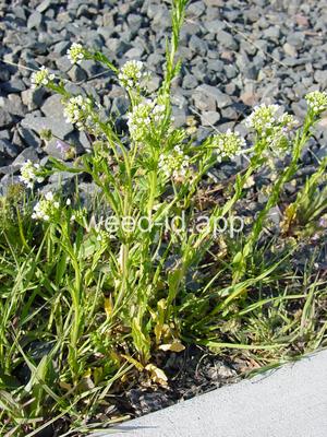 pennycress, field