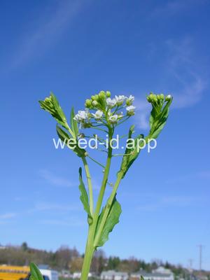 pennycress, field