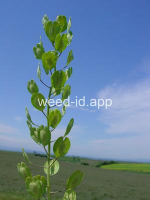 pennycress, field