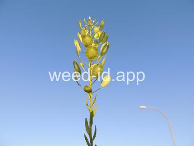 pennycress, field