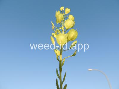 pennycress, field