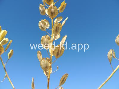 pennycress, field