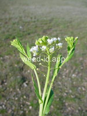 pennycress, field