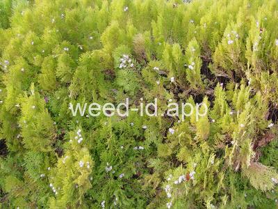 Thuja orientalis