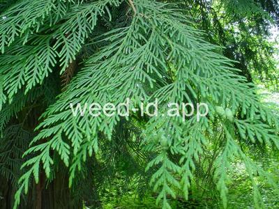 Thuja plicata