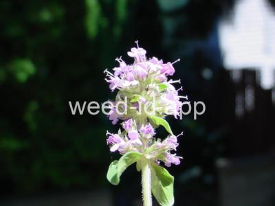 Thymus praecox
