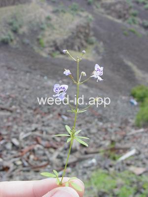 Tonella floribunda