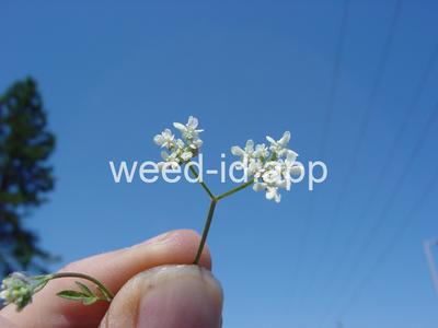 hedge-parsley