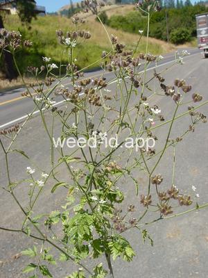 hedge-parsley