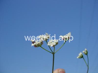 hedge-parsley
