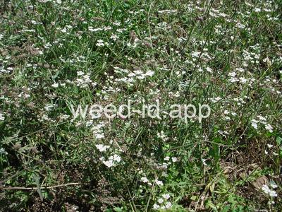 hedge-parsley