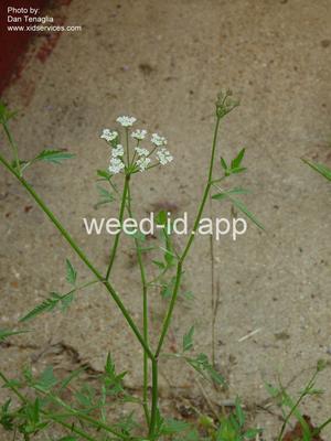 hedgeparsley, Japanese