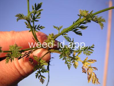 hedgeparsley, knotted