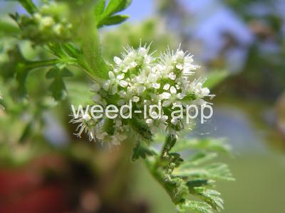 hedgeparsley, knotted