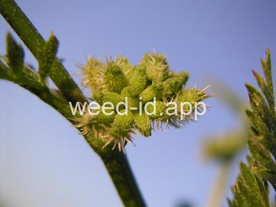 hedgeparsley, knotted