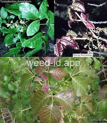 poison-oak, Pacific