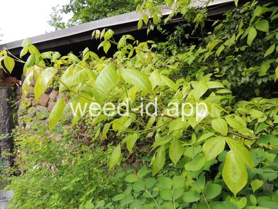 Toxicodendron pubescens