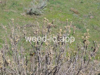 poison-ivy, Rydberg's