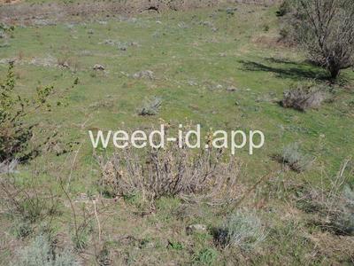 poison-ivy, Rydberg's