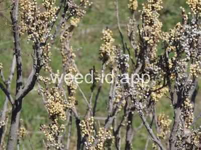 poison-ivy, Rydberg's