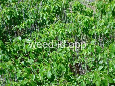 poison-ivy, Rydberg's