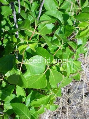 poison-ivy, Rydberg's