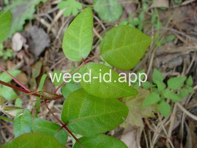 poison-ivy, Rydberg's