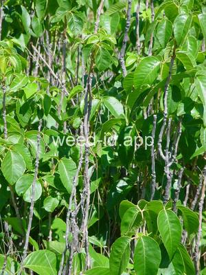 poison-ivy, Rydberg's