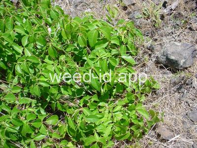 poison-ivy, Rydberg's