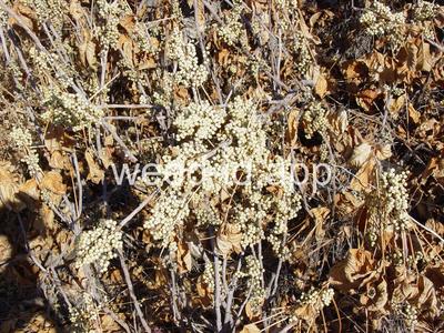 poison-ivy, Rydberg's