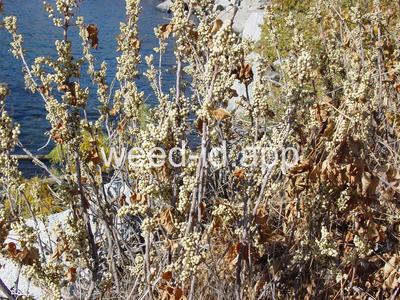 poison-ivy, Rydberg's