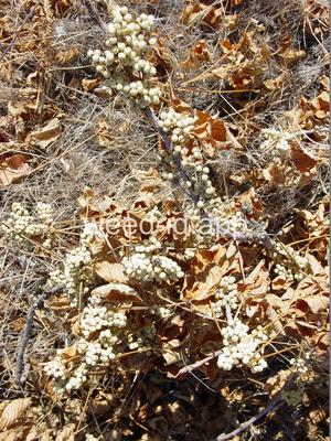 poison-ivy, Rydberg's