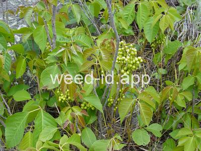 poison-ivy, Rydberg's