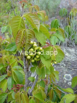 poison-ivy, Rydberg's