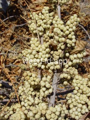 poison-ivy, Rydberg's