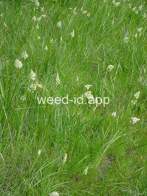 deathcamas, meadow