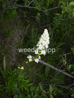 deathcamas, meadow