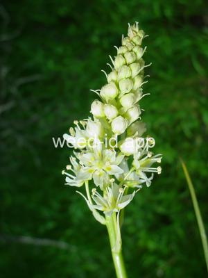 deathcamas, meadow