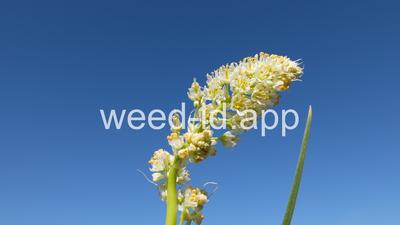 deathcamas, meadow