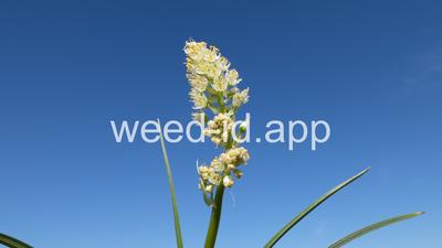 deathcamas, meadow